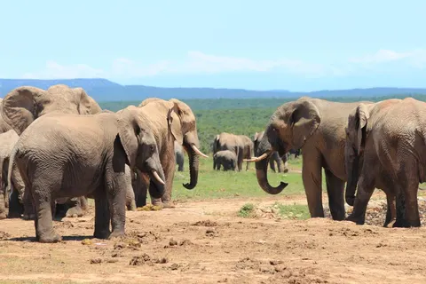 20 daagse fly drive Klassiek Zuid Afrika foto 3