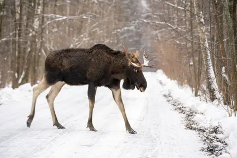 Ontdek winters Canada vanuit Jasper in Jasper — foto 4