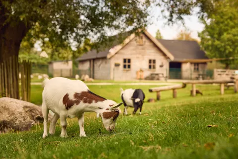 Center Parcs Parc Sandur foto 24