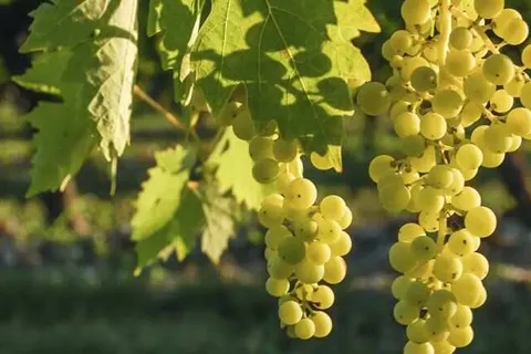 Hotel Restaurant Weinhaus Berg foto 18