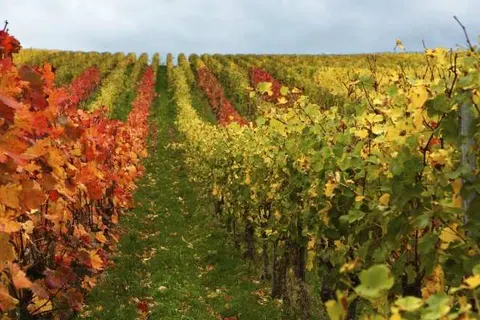 Hotel Restaurant Weinhaus Berg foto 16