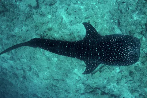Amilla Maldives in Male, foto 23