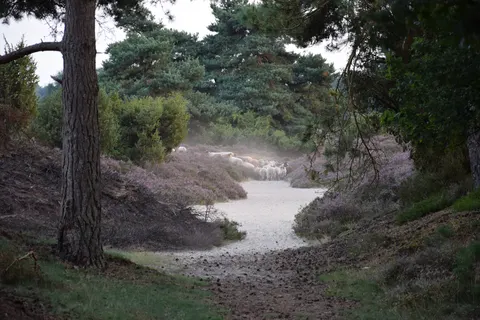 Camping Horstmannsbos foto 11