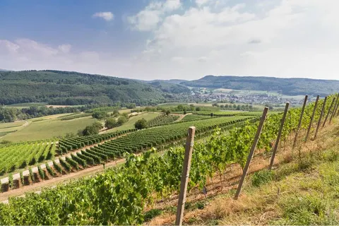 Hotel Markushof in Bad Bellingen — foto 7