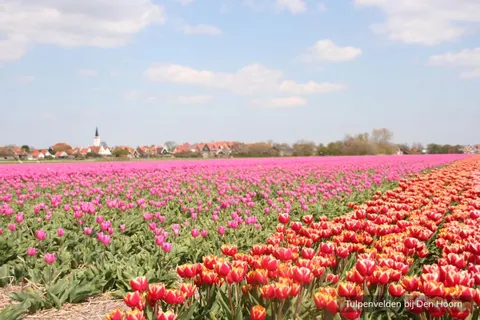 Camping Loodsmansduin foto 28