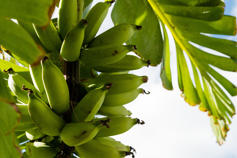 Villas New Lanzasuites foto 18