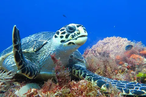 8 dg cruise Caribische Zee Norwegian Luna foto 5