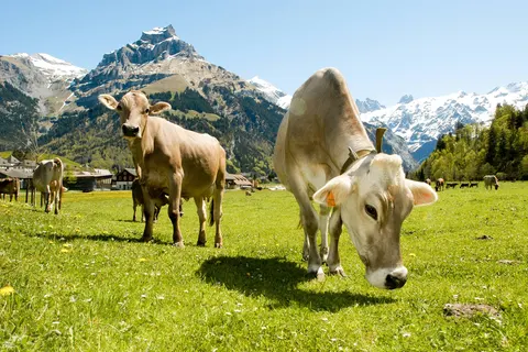 Hotel Jägerhof foto 12