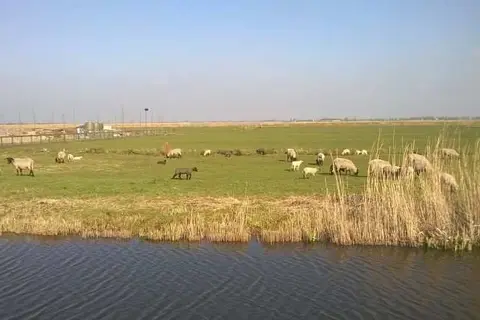 Vodatent Boerencamping Swarthoeve in Wormer — foto 18