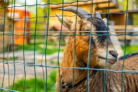 Vakantiepark Hoge Kempen foto 7