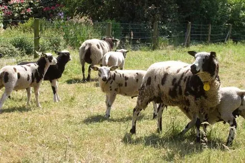 Bed and Breakfast Erve Fakkert foto 9