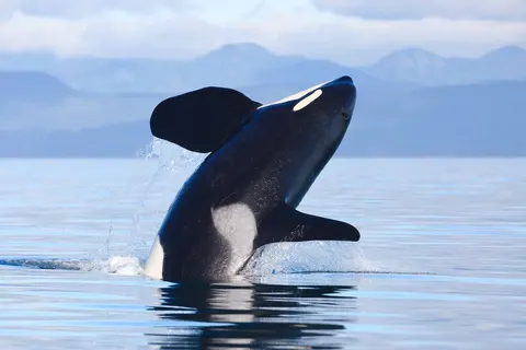 The Natural Wonders of Western Canada foto 4