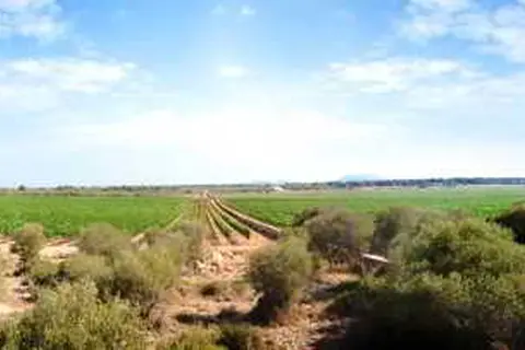 Sa Bassa Plana in Palma — foto 8