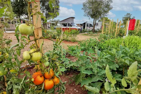 Camping Ugljan foto 19