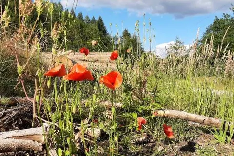Harz Hotel Iris foto 25