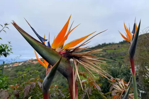 Calheta Suites in Calheta — foto 16