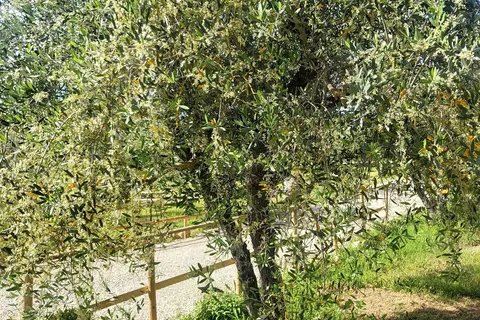 Camping Viovillas Country House Arezzo foto 11