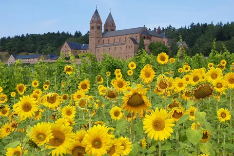 Rijnromantiek naar Rüdesheim met mps Serenade 2 foto 2