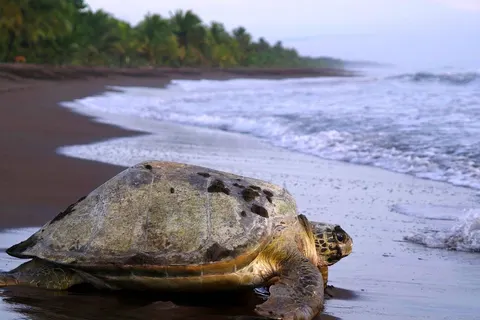 Perfect Match Costa Rica & Panama in Al Alma — foto 4