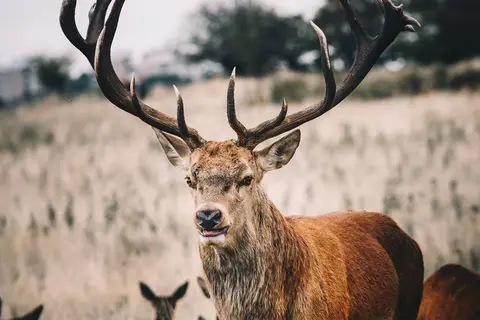 Hooge Veluwe in Arnhem — foto 19
