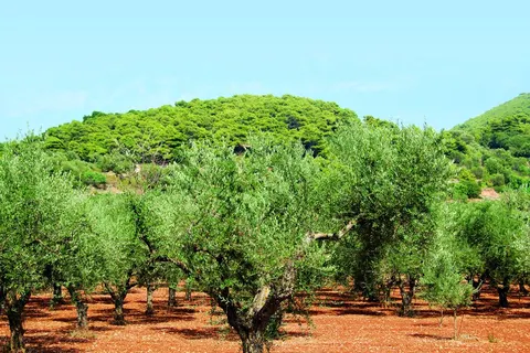 Excursiereis Zakynthos foto 10