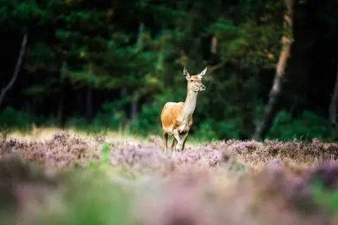 De Lunterse Boer foto 24