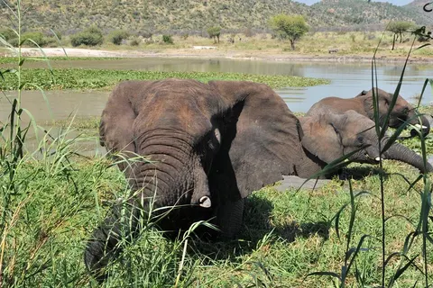 15 daagse fly drive Kleurrijke Noorden Zuid Afrika in Marsh Sandpiper Close — foto 5