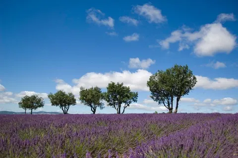 L Hippocampe foto 23