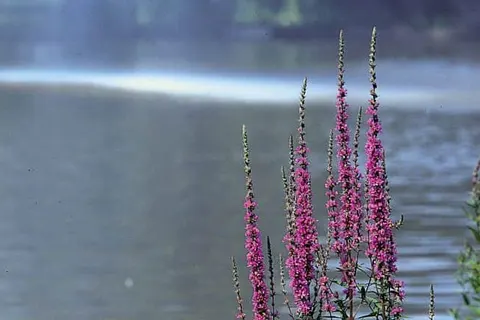 Hotel Seemöwe Eifel foto 22