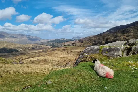 Ontdek de County Kerry vanuit Tralee in Tralee — foto 6