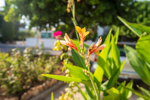 Paphos Gardens Holiday Resort foto 12