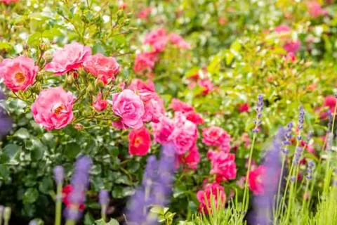 Gemünder Ferienpark Salzberg foto 7