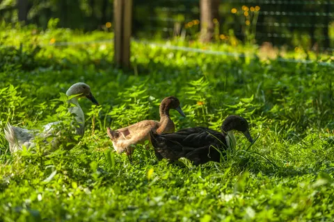 Forest Camping Mozirje in Mozirje — foto 35