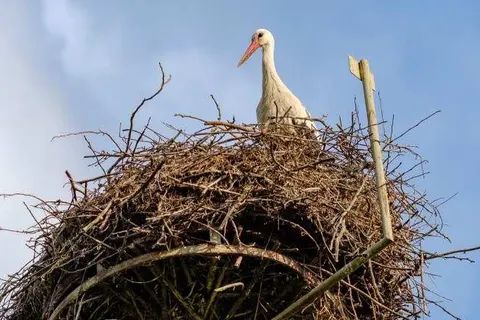 Landhotel Zum Storchennest foto 20