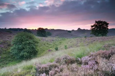 Heidepark Veluwschkarakter foto 14