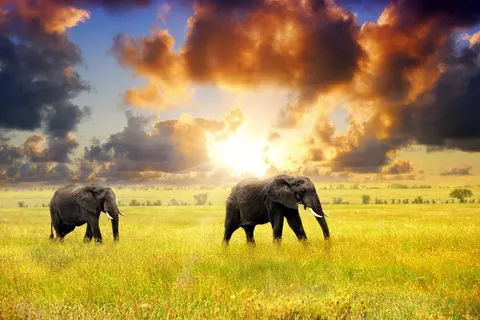 16 daagse safari Selous & Zanzibar foto 1