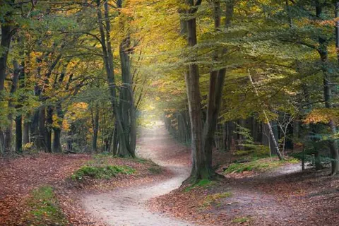 Hotel Mijdrecht Marickenland foto 21