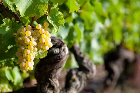 Ontdek Elzas en Vogezen foto 19