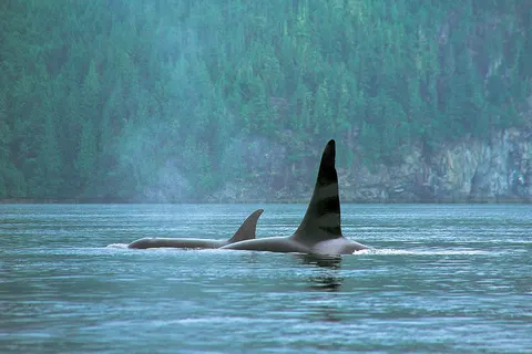 Whales, Bears and Vancouver Island foto 3