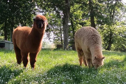 Camping La Hallerais foto 26