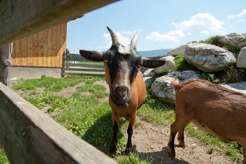 Vakantiepark Hermagor foto 11