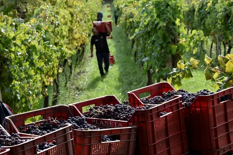 Tenuta Madonnina in Castiglione di Sicilia — foto 25