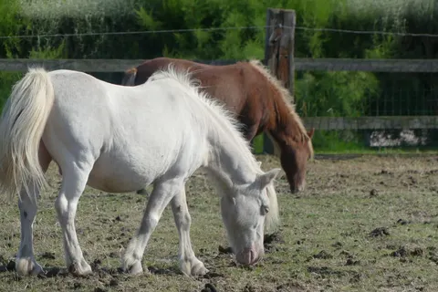 Camping Le Cormoran foto 18