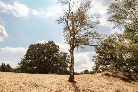 Park De Zeegser Duinen foto 11