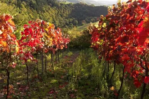 Johannishof Wein-Café & Gästehaus foto 26