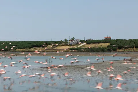 Flamingo View Suites & Villas in Νέα Ποτίδαια Νέων Μουδανιών Χαλκιδικής — foto 4
