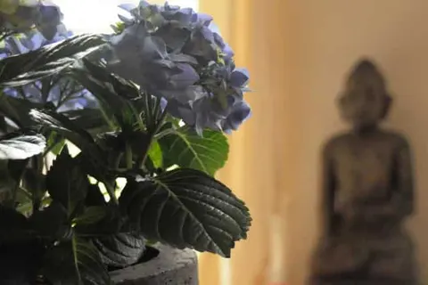 Bed and Breakfast Hof ter Duinen foto 10