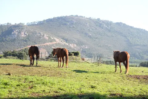 Quinta da Samoqueirinha in Odemira — foto 10
