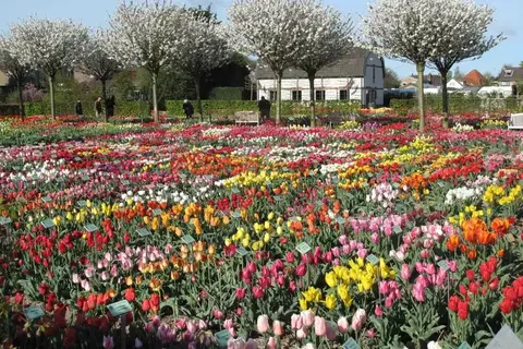 Fietscruise voorjaarstour tulpen en Nederlands erfgoed met De Holland in Westerveld — foto 7