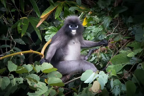 Natuurlijk Thailand in Zuid-Thailand
